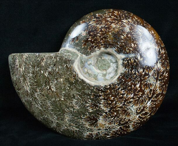 Inch Wide Polished Ammonite Fossil #4119